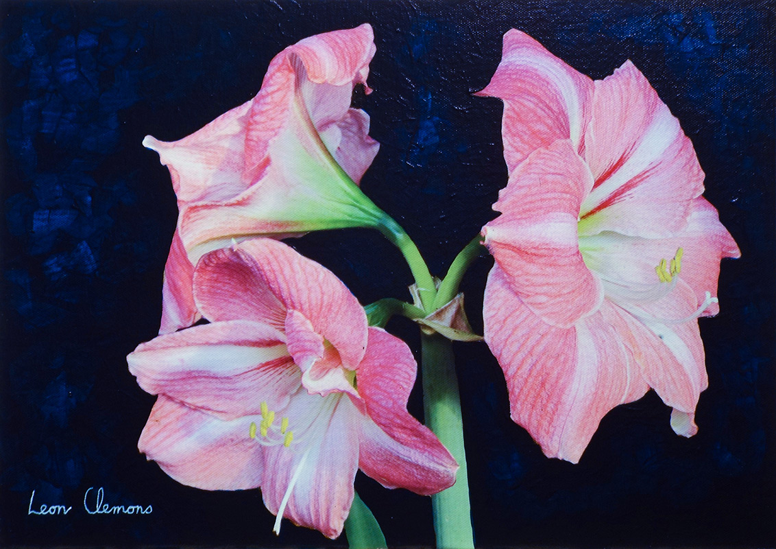 Leon's super realistic artwork - Amaryllis Hippeastrum 2