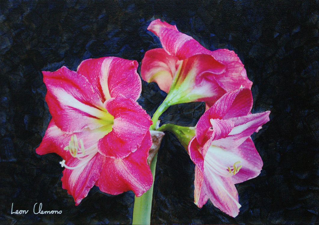 Leon's super realistic artwork - Amaryllis Hippeastrum 4