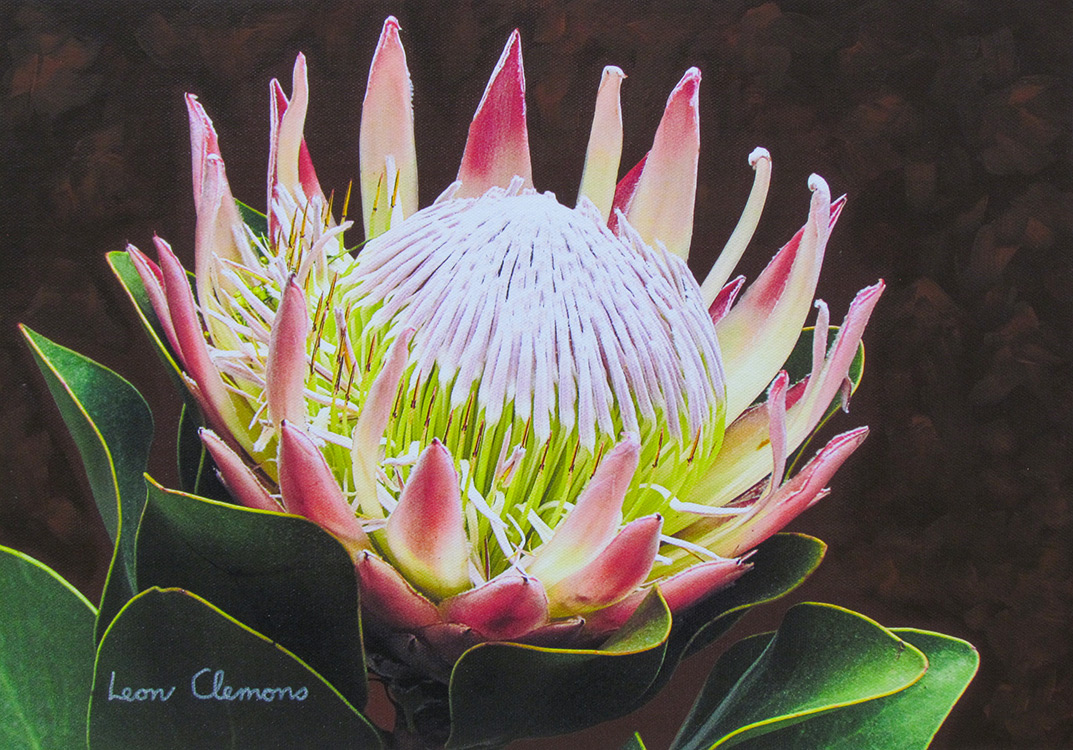 Leon's super realistic artwork - King Protea 6