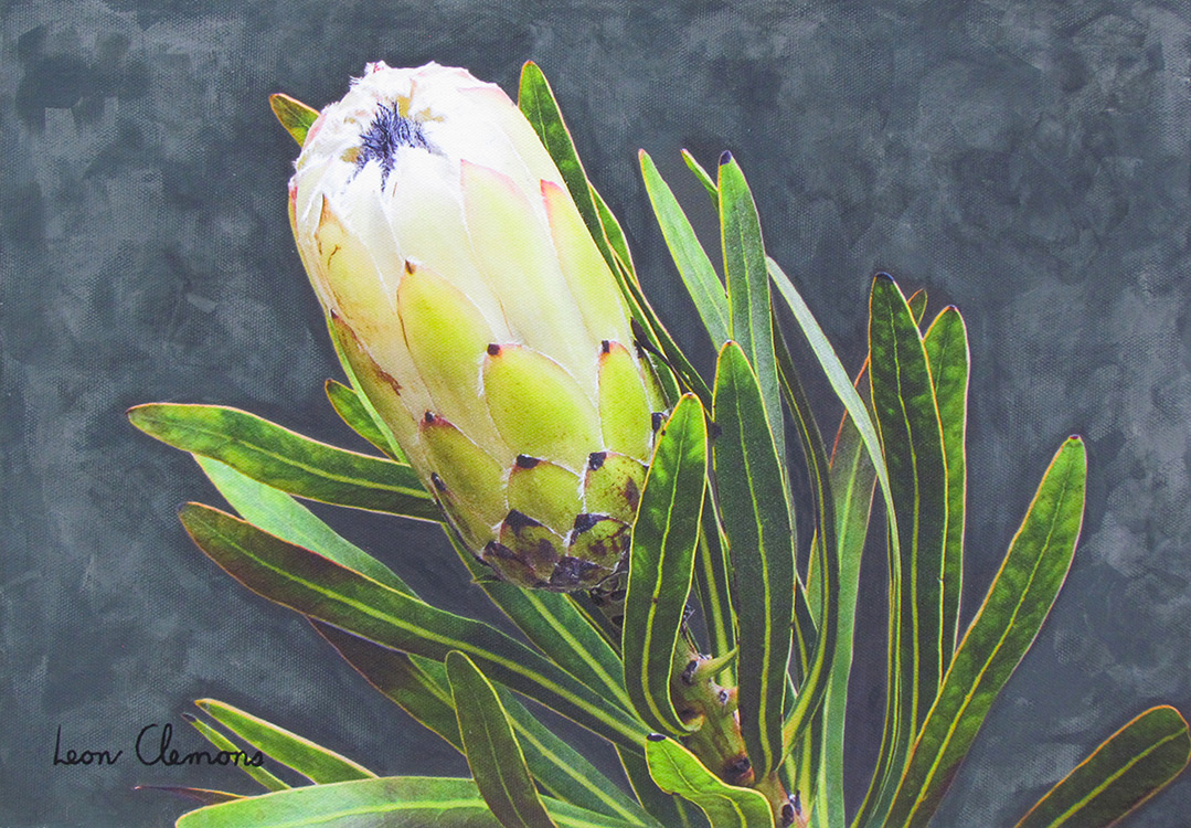 Leon's super realistic artwork - Protea Coronata 1