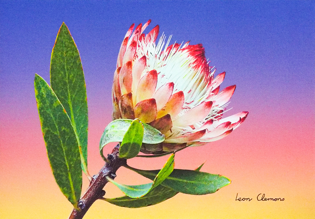 Leon's super realistic artwork - Sunrise Sugarbush