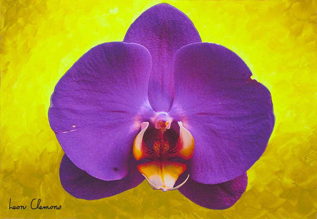 Leon's super realistic artwork - Royal Orchid