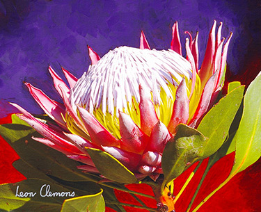 Leon Clemons super-realistic artwork - King Protea 4