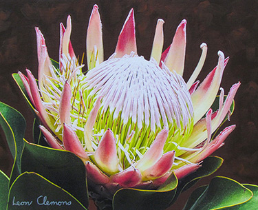 Leon Clemons super-realistic artwork - King Protea 6