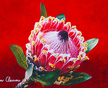 Leon Clemons super-realistic artwork - Protea 4