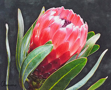 Leon Clemons super-realistic artwork - Protea 5