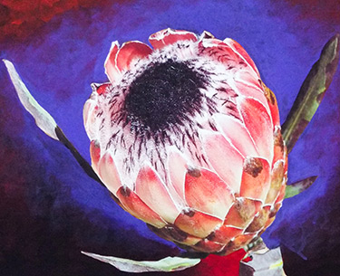 Leon Clemons super-realistic artwork - Protea 6
