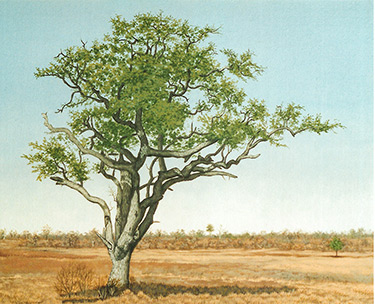 Leon Clemons realistic art - Baobab near Musina